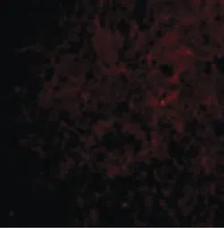 Anti-CTRP6 antibody used in IHC (Paraffin sections) (IHC-P). GTX85668