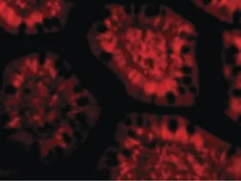 Anti-PHAP3 antibody used in Immunohistochemistry (IHC). GTX85687