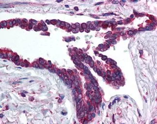 Anti-HIF3 alpha antibody used in IHC (Paraffin sections) (IHC-P). GTX85702