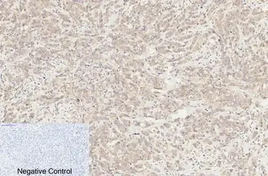 Anti-Caspase 8 (cleaved Asp384) antibody used in IHC (Paraffin sections) (IHC-P). GTX86893