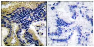 Anti-Caspase 9 (cleaved Asp330) antibody used in IHC (Paraffin sections) (IHC-P). GTX86928