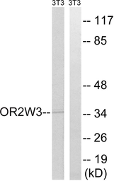 Anti-OR2W3 antibody used in Western Blot (WB). GTX87122