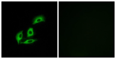 Anti-NECAB3 antibody used in Immunocytochemistry/ Immunofluorescence (ICC/IF). GTX87171
