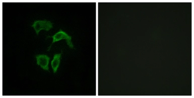 Anti-OR2A4 + OR2A7 antibody used in Immunocytochemistry/ Immunofluorescence (ICC/IF). GTX87198