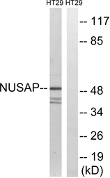 Anti-NUSAP1 antibody used in Western Blot (WB). GTX87221