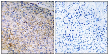 Anti-NOX3 antibody used in IHC (Paraffin sections) (IHC-P). GTX87223