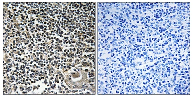 Anti-CBLN4 antibody used in IHC (Paraffin sections) (IHC-P). GTX87225