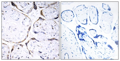 Anti-POFUT2 antibody used in IHC (Paraffin sections) (IHC-P). GTX87432