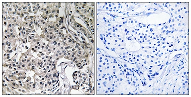 Anti-USP19 antibody used in IHC (Paraffin sections) (IHC-P). GTX87472