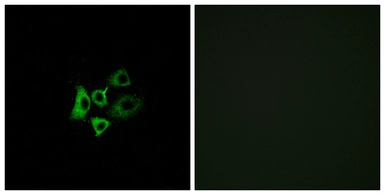 Anti-OR51T1 antibody used in Immunocytochemistry/ Immunofluorescence (ICC/IF). GTX87587