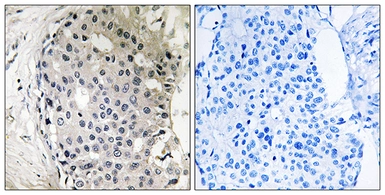 Anti-ARHGEF10 antibody used in IHC (Paraffin sections) (IHC-P). GTX87755