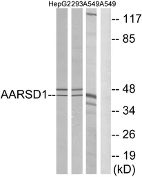 Anti-AARSD1 antibody used in Western Blot (WB). GTX87780
