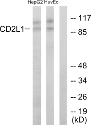 Anti-CD2L1 antibody used in Western Blot (WB). GTX87856