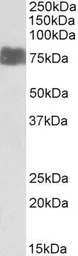 Anti-LARGE (aa421-433) antibody, Internal used in Western Blot (WB). GTX88124