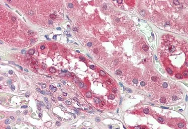 Anti-PDE1A antibody, C-term used in IHC (Paraffin sections) (IHC-P). GTX88149