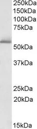 Anti-PDE1A antibody, C-term used in Western Blot (WB). GTX88149