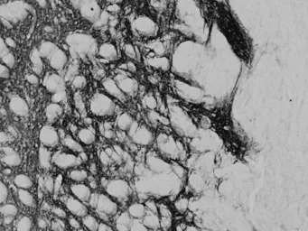Anti-Proenkephalin antibody, Internal used in IHC (Frozen sections) (IHC-Fr). GTX88642