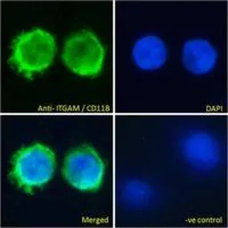 Anti-CD11b antibody, Internal used in Immunocytochemistry/ Immunofluorescence (ICC/IF). GTX89035