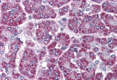 Anti-TRAF2 antibody, C-term used in IHC (Paraffin sections) (IHC-P). GTX89120