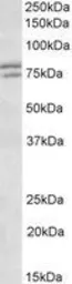 Anti-FXR1 antibody, Internal used in Western Blot (WB). GTX89272