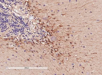Anti-COMT antibody, Internal used in IHC (Paraffin sections) (IHC-P). GTX89277