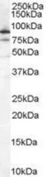 Anti-Ku80 antibody, Internal used in Western Blot (WB). GTX89363