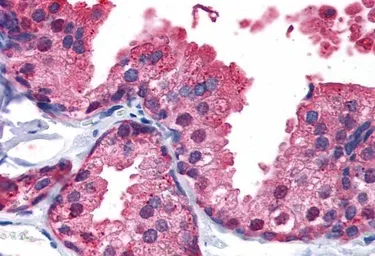 Anti-PDE4B antibody, C-term used in IHC (Paraffin sections) (IHC-P). GTX89403