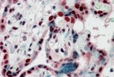 Anti-HP1 gamma antibody, Internal used in IHC (Paraffin sections) (IHC-P). GTX89454