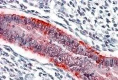 Anti-MMP7 antibody, C-term used in IHC (Paraffin sections) (IHC-P). GTX89487