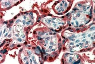Anti-Ghrelin preproprotein antibody, C-term used in IHC (Paraffin sections) (IHC-P). GTX89489