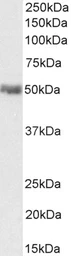 Anti-PD-L1 antibody, C-term used in Western Blot (WB). GTX89590