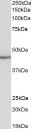 Anti-STAP2 antibody, C-term used in Western Blot (WB). GTX89679