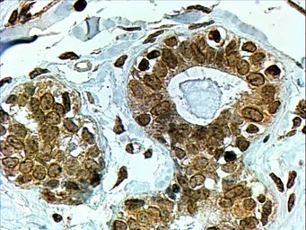 Anti-CYP7B1 antibody, C-term used in IHC (Paraffin sections) (IHC-P). GTX89711