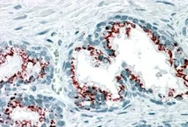 Anti-GOLPH2 antibody, C-term used in IHC (Paraffin sections) (IHC-P). GTX89715