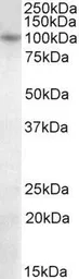 Anti-Blimp1 antibody, C-term used in Western Blot (WB). GTX89762