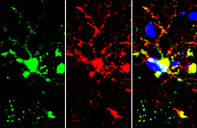 Anti-Iba1 (isoform 1 and 3) antibody, C-term used in IHC (Frozen sections) (IHC-Fr). GTX89792