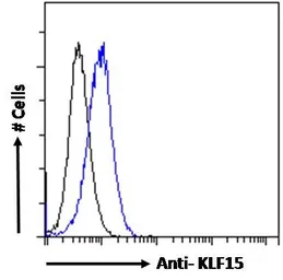 Anti-KLF15 antibody, N-term used in Flow cytometry (FCM). GTX89919
