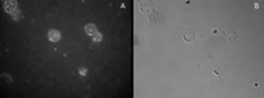 Anti-FOXP3 antibody, C-term used in Immunocytochemistry/ Immunofluorescence (ICC/IF). GTX89934