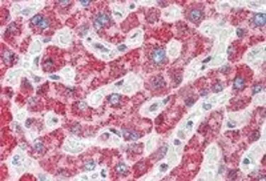 Anti-Spinesin antibody, C-term used in IHC (Paraffin sections) (IHC-P). GTX89957
