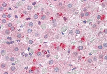 Anti-SET antibody, N-term used in IHC (Paraffin sections) (IHC-P). GTX89960