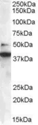 Anti-Bif-1 antibody, C-term used in Western Blot (WB). GTX89961