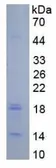 Human Caspase 3 protein, His tag. GTX00207-pro