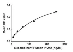 Human PKM protein, His and GST tag. GTX00238-pro
