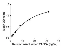 Human PAPP A protein, His tag. GTX00256-pro