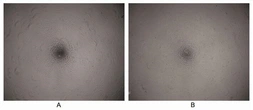 Rat VEGFA protein, His tag (active). GTX00343-pro