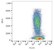 Anti-CXCR4 antibody [12G5] (PE) used in Flow cytometry (FCM). GTX00549-08