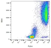 Anti-CD24 antibody [SN3] used in Flow cytometry (FCM). GTX00597