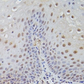 Anti-TET3 antibody used in IHC (Paraffin sections) (IHC-P). GTX00657