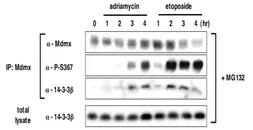 Anti-MDMX / MDM4 (phospho Ser367) antibody [#15] used in Western Blot (WB). GTX00677