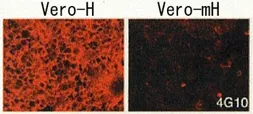 Anti-HB EGF antibody [4G10] used in Immunocytochemistry/ Immunofluorescence (ICC/IF). GTX00702